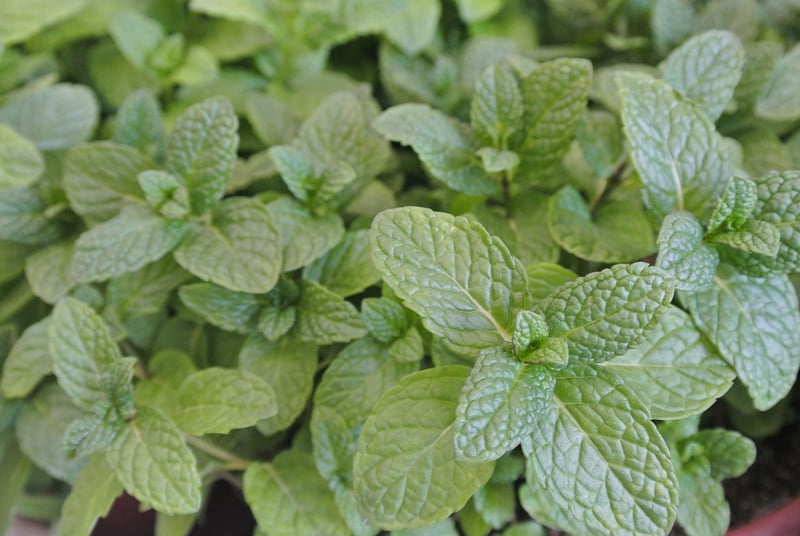 Peppermint